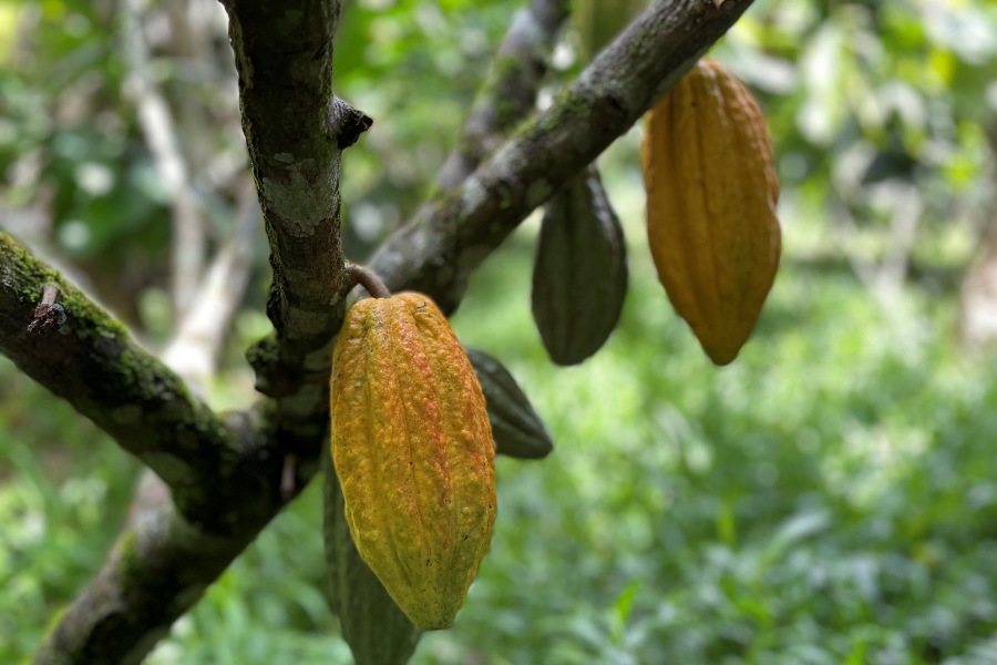 KAKAOANBAU WELTWEIT: WO WÄCHST DER BESTE KAKAO? Rausch