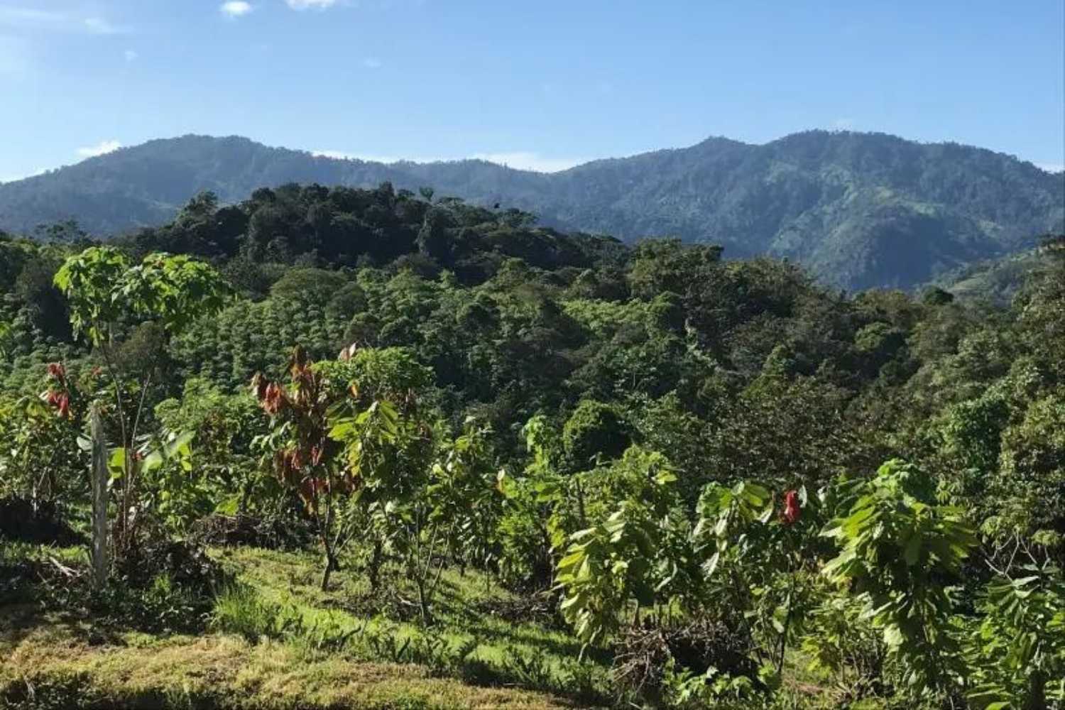 Üppige Kakaopflanzen in hügeliger Landschaft mit bewaldeten Bergen im Hintergrund, unter klarem blauem Himmel.