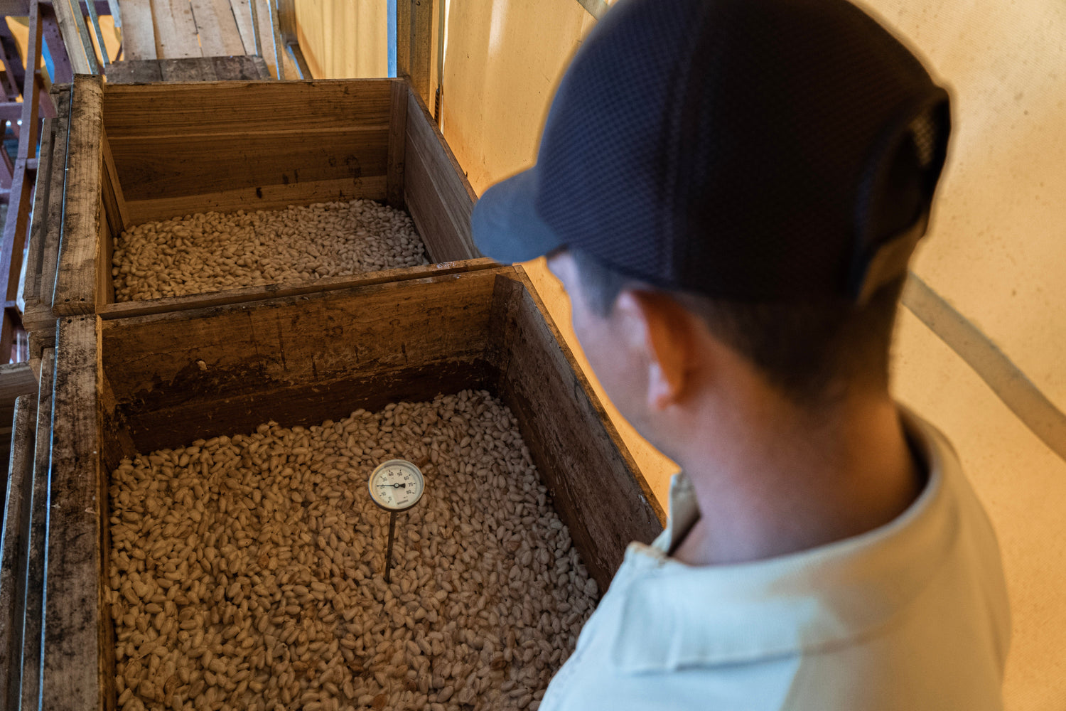 Rausch Mitarbeiter kontrolliert die Fermentation von Kakaobohnen
